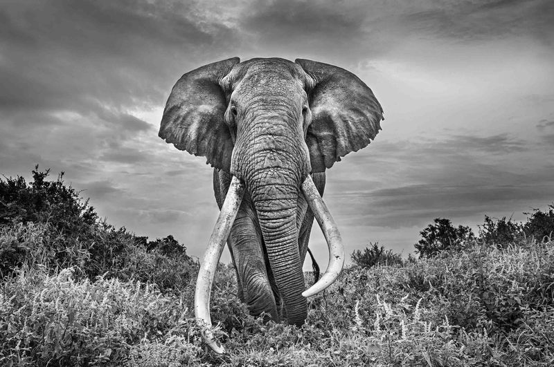 Gentle Giant